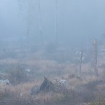 Kalhygget - Klara Törnqvist